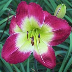 Conway Red Light Daylily